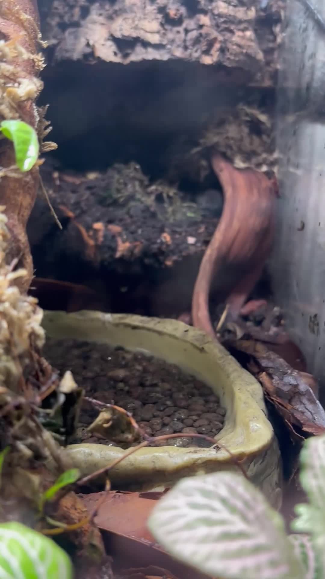 Frog reptiles for sale: 2 Dart frogs “citronella” - Video 1