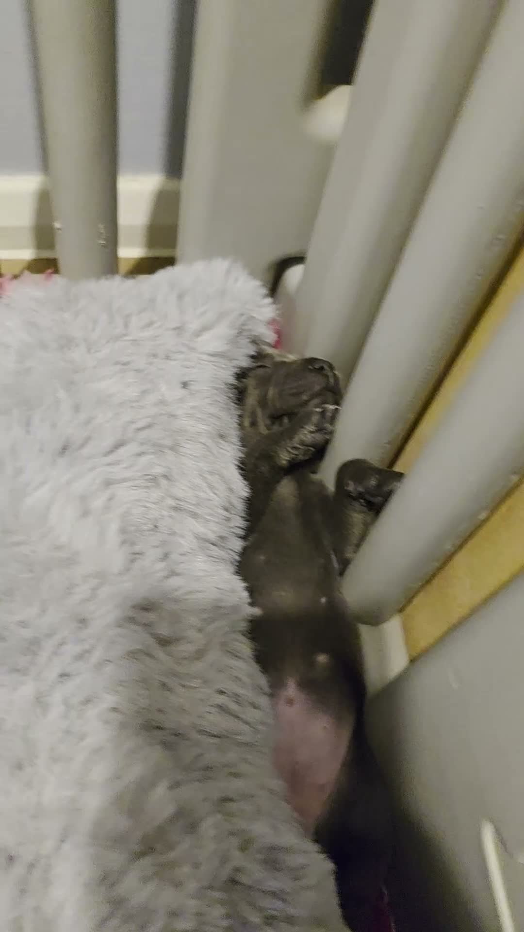 Staffordshire Bull Terrier dogs for sale: 2 stunning blue  female kc staffys available  - Video 1