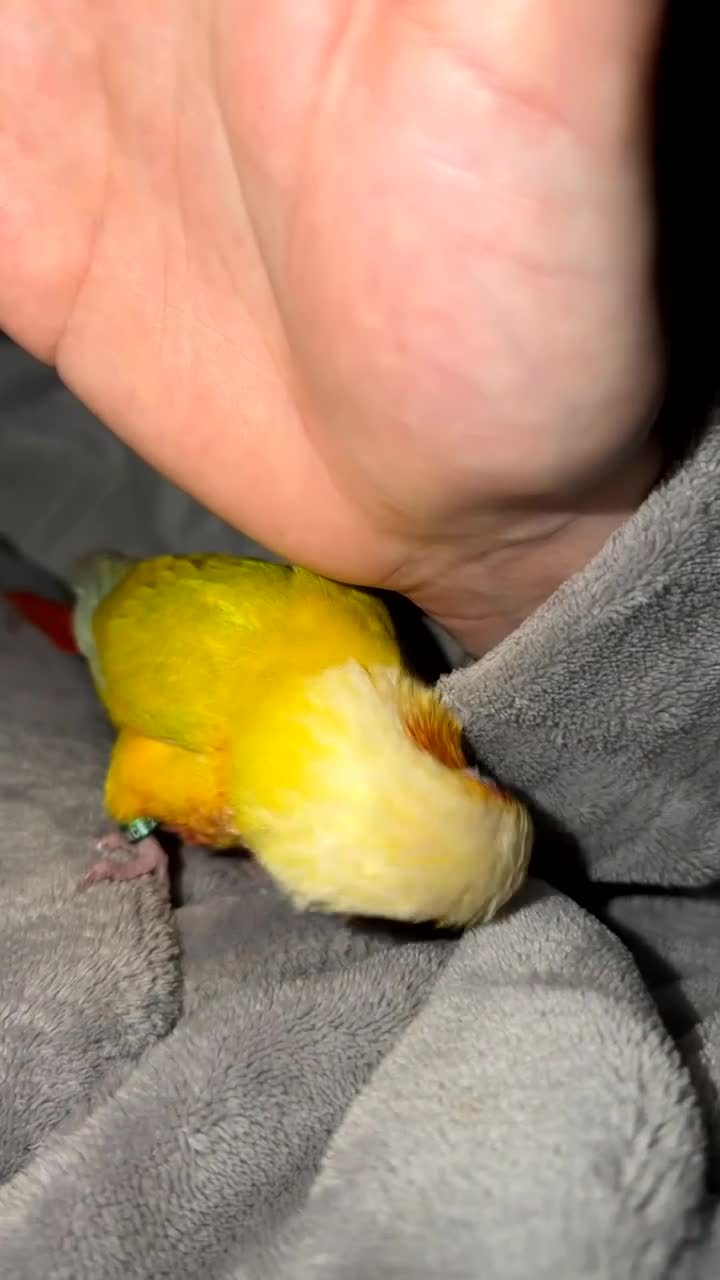 Conures birds for sale: Suncheek conure in Cradley Heath - Video 1