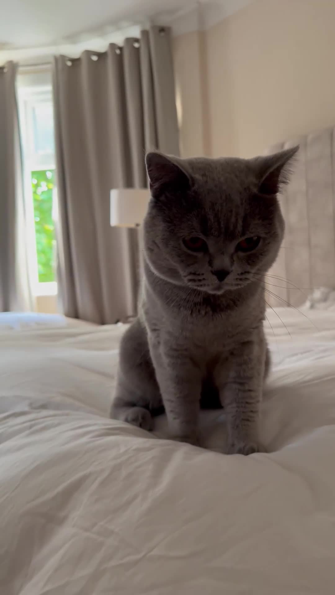 British Shorthair cats for sale: British shorthair Active 💙🐱 - Video 1