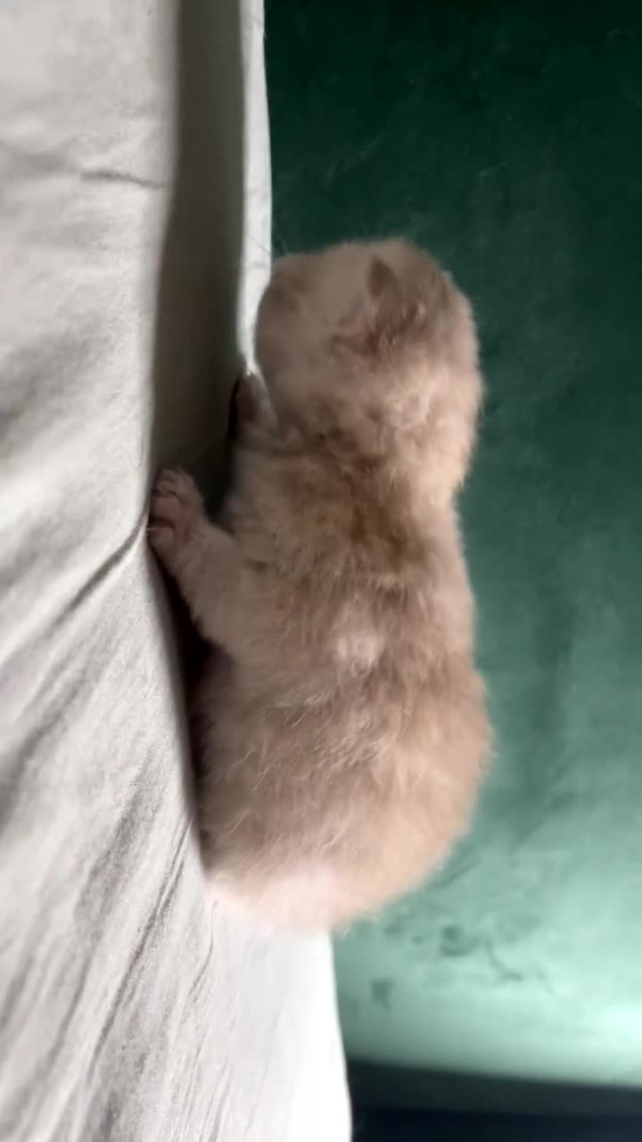 British Shorthair cats for sale: British Shorthair Kittens - Video 1