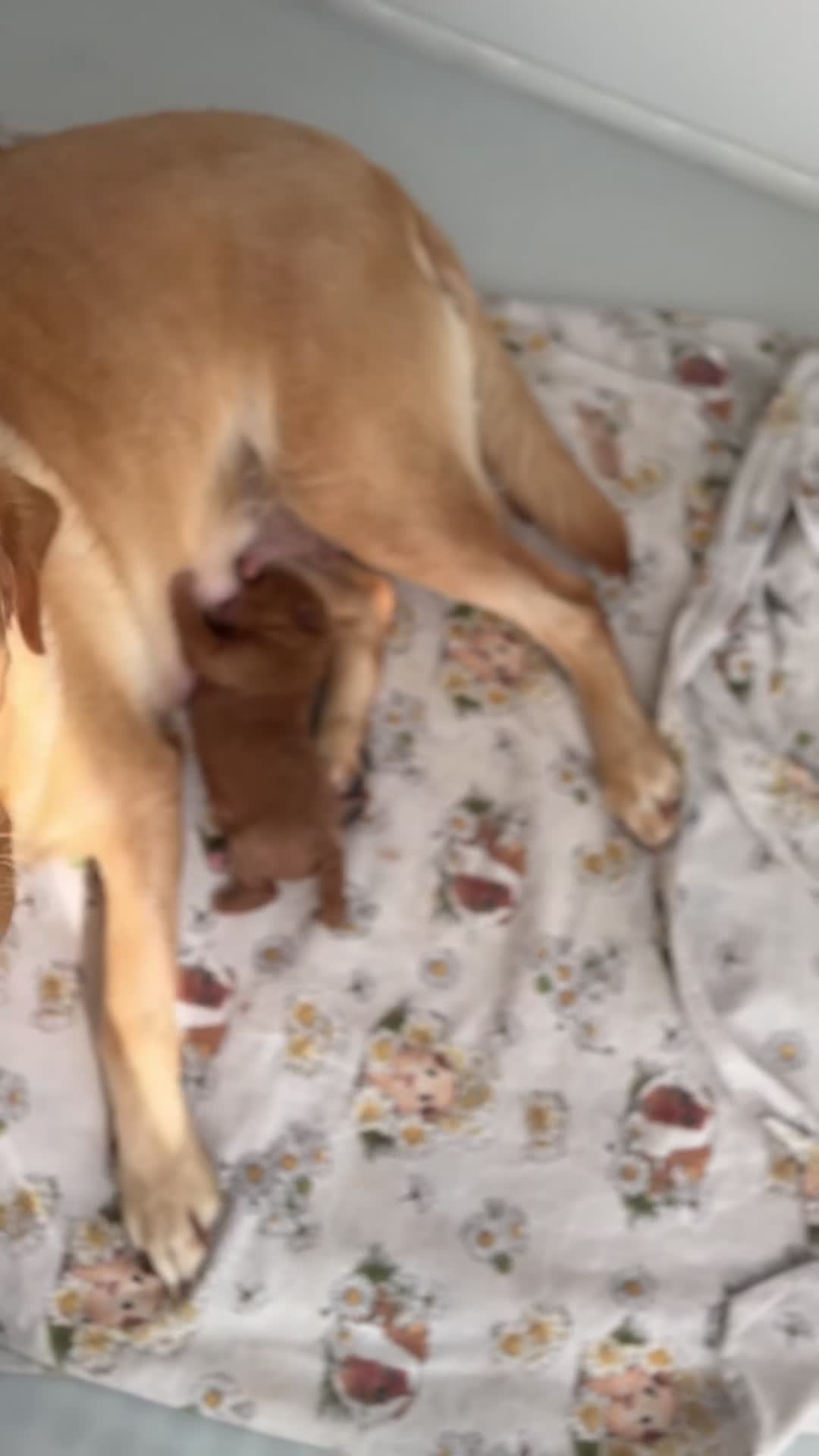 Labradoodle dogs for sale: F1 health tested Ruby Labradoodle mini in Wisbech - Video 1