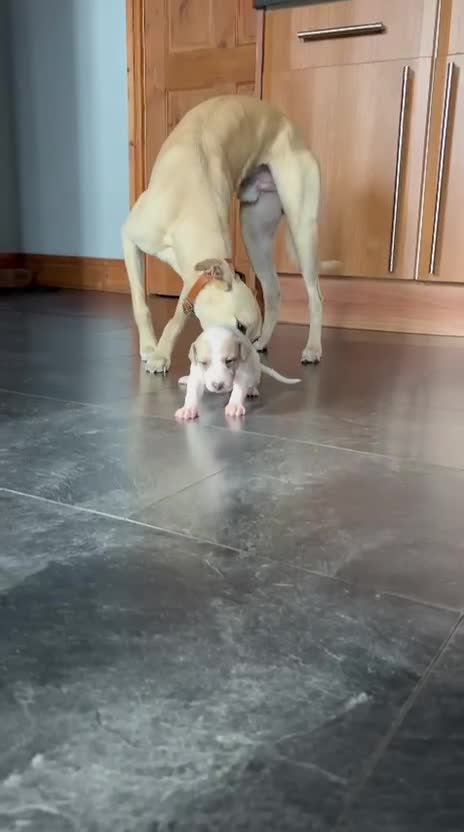 Whippet dogs for sale: Whippet bitch for sale 1 girl left  - Video 1