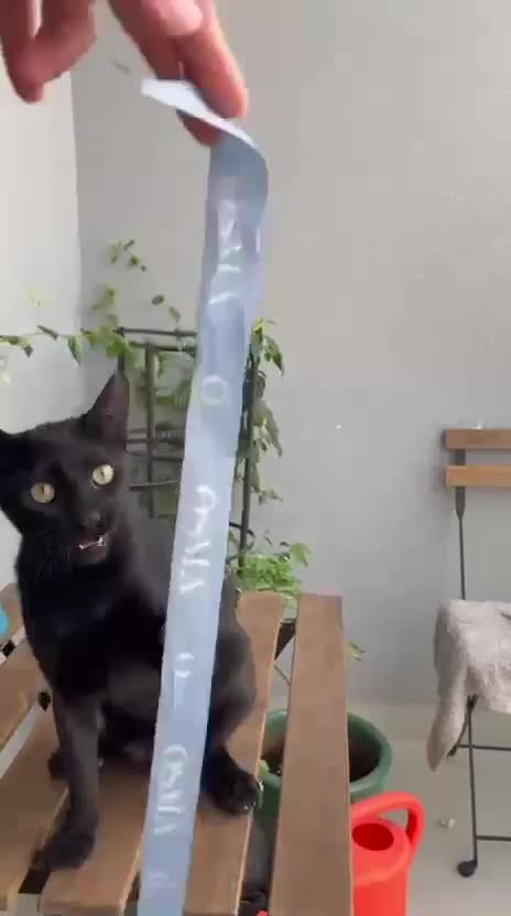 Mixed Breed cats for adoption: ALLEY -AFFECTIONATE KITTEN HAPPY WITH OTHER CAT  - Video 4