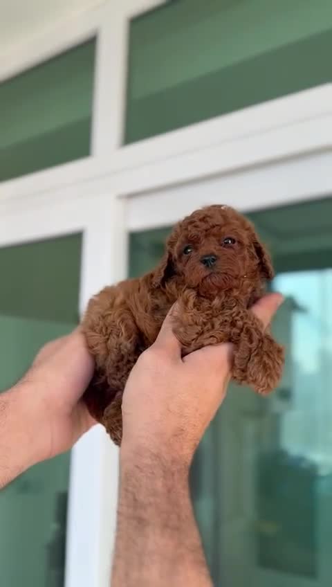Toy Poodle dogs for sale: Asian toy poodle girls  - Video 1
