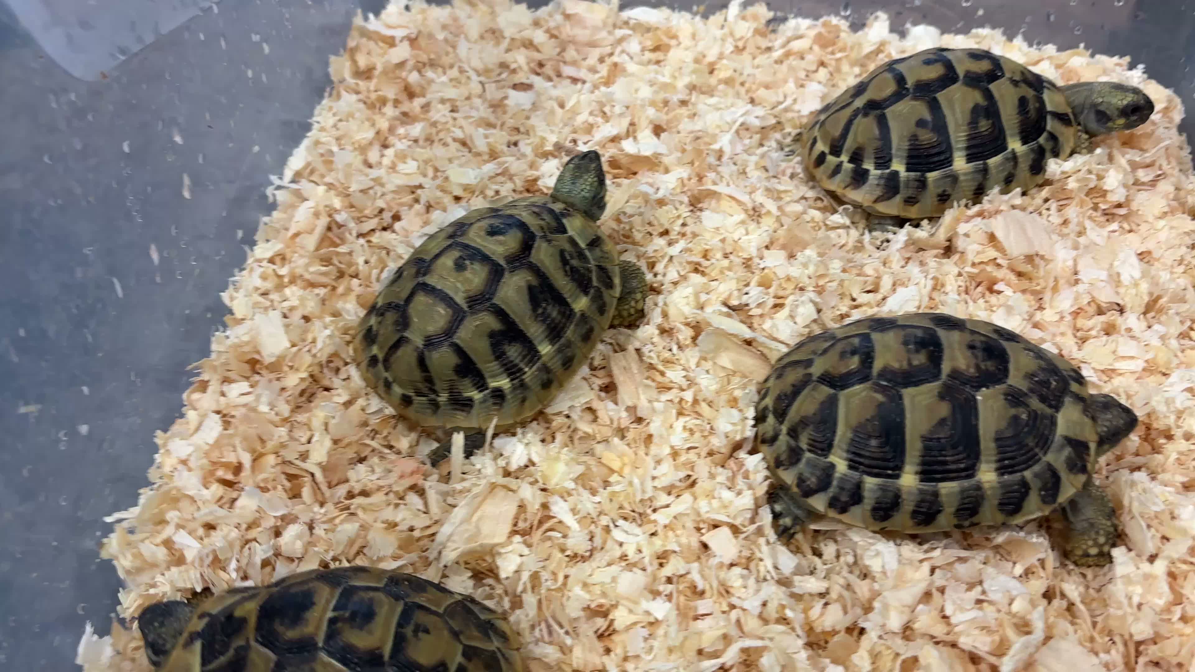 Hermann Tortoise reptiles for sale: Baby Herman Hatchlings - Video 2