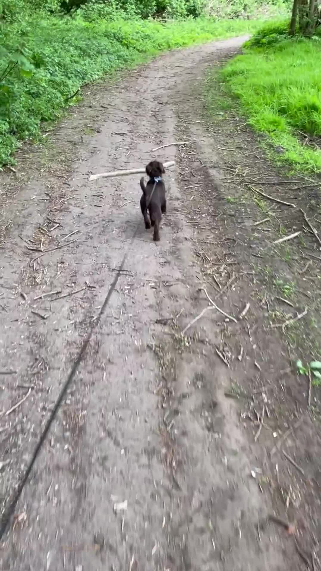 Patterdale Terrier dogs for sale: Patterdale Terrier  in Liverpool - Video 2