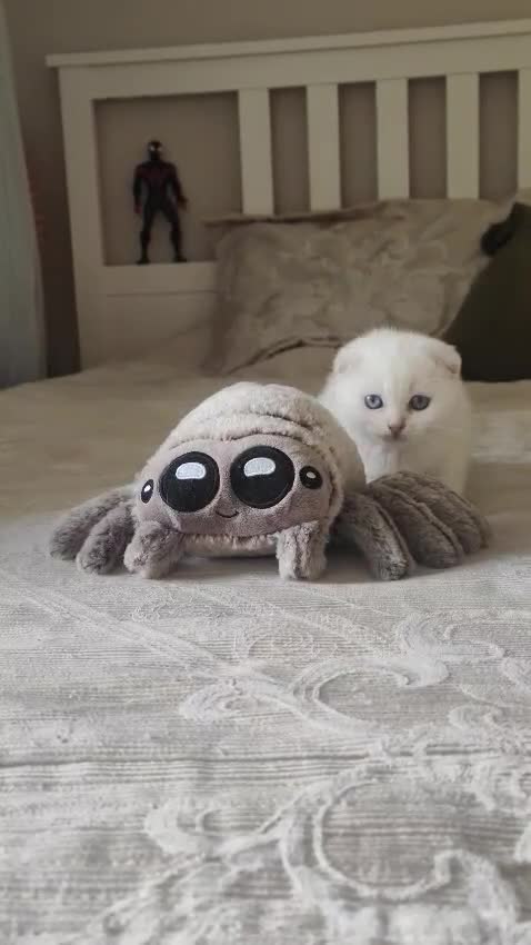 Scottish Fold cats for sale: Scottish fold - Video 1