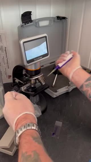 Airedale Terrier dogs for stud: (PROVEN STUD) Samcajo Gandalf the Wise in Durham - Video 1