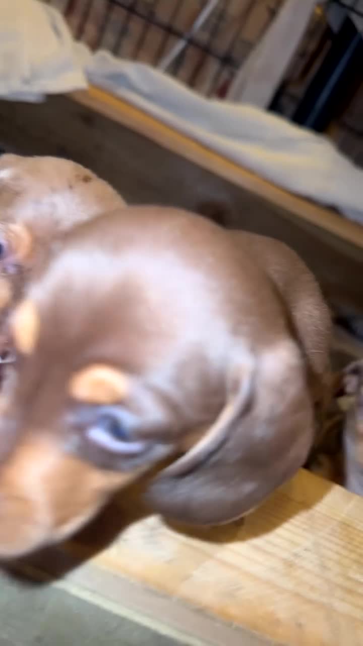 Miniature Dachshund dogs for sale: 2 Miniture dachshunds for sale  - Video 1