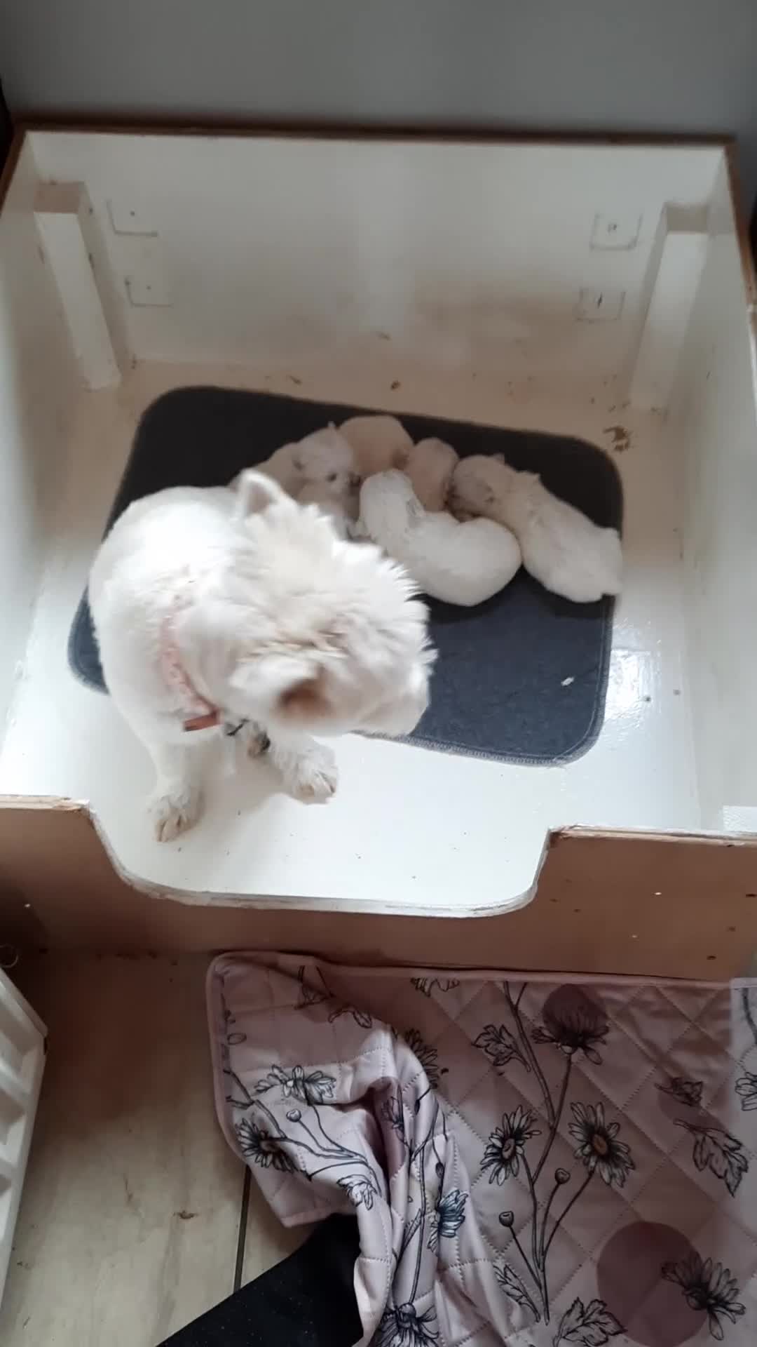 West Highland Terrier dogs for sale: BEAUTIFUL KC REG. WESTIE PUPPIES - Video 3