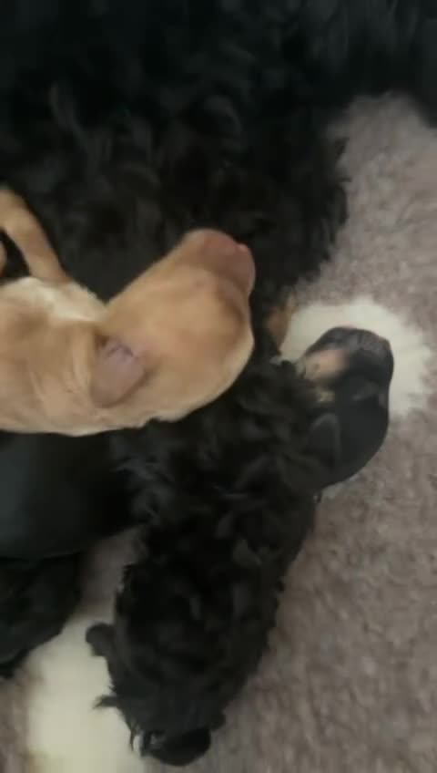 Cockapoo dogs for sale: CHAMPION COCKAPOO - Video 1