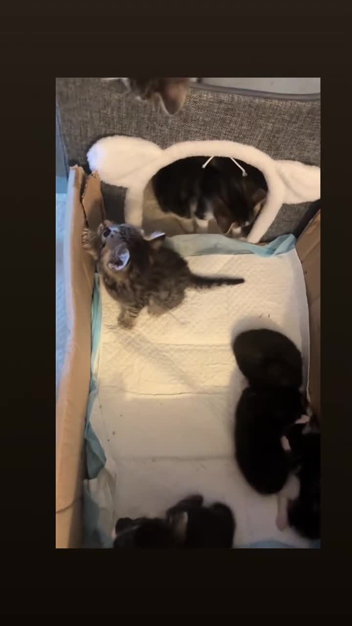 Mixed Breed cats for sale: Beautiful kittens - Video 1