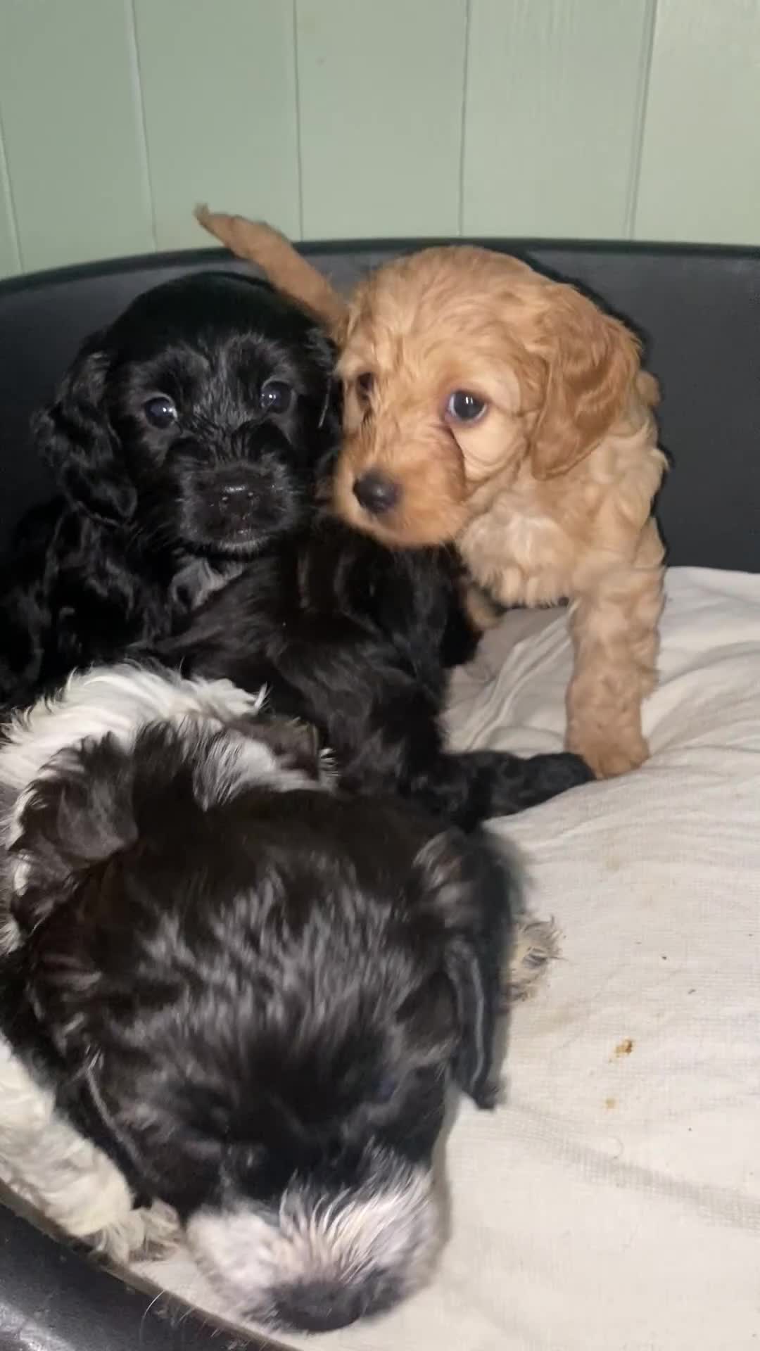 Cockapoo dogs for sale: F1 cockerpoos  - Video 2