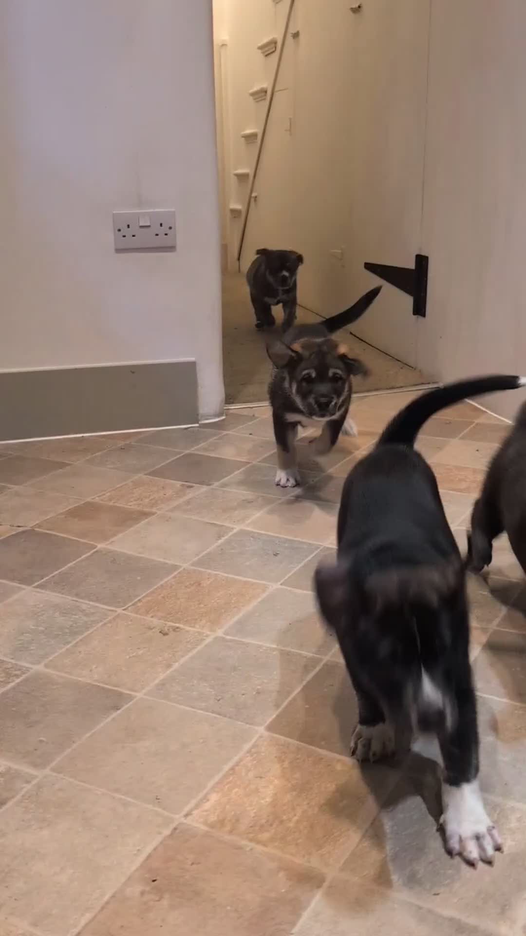 Mixed Breed dogs for sale: Two beautiful Staffy x Husky puppies  - Video 3