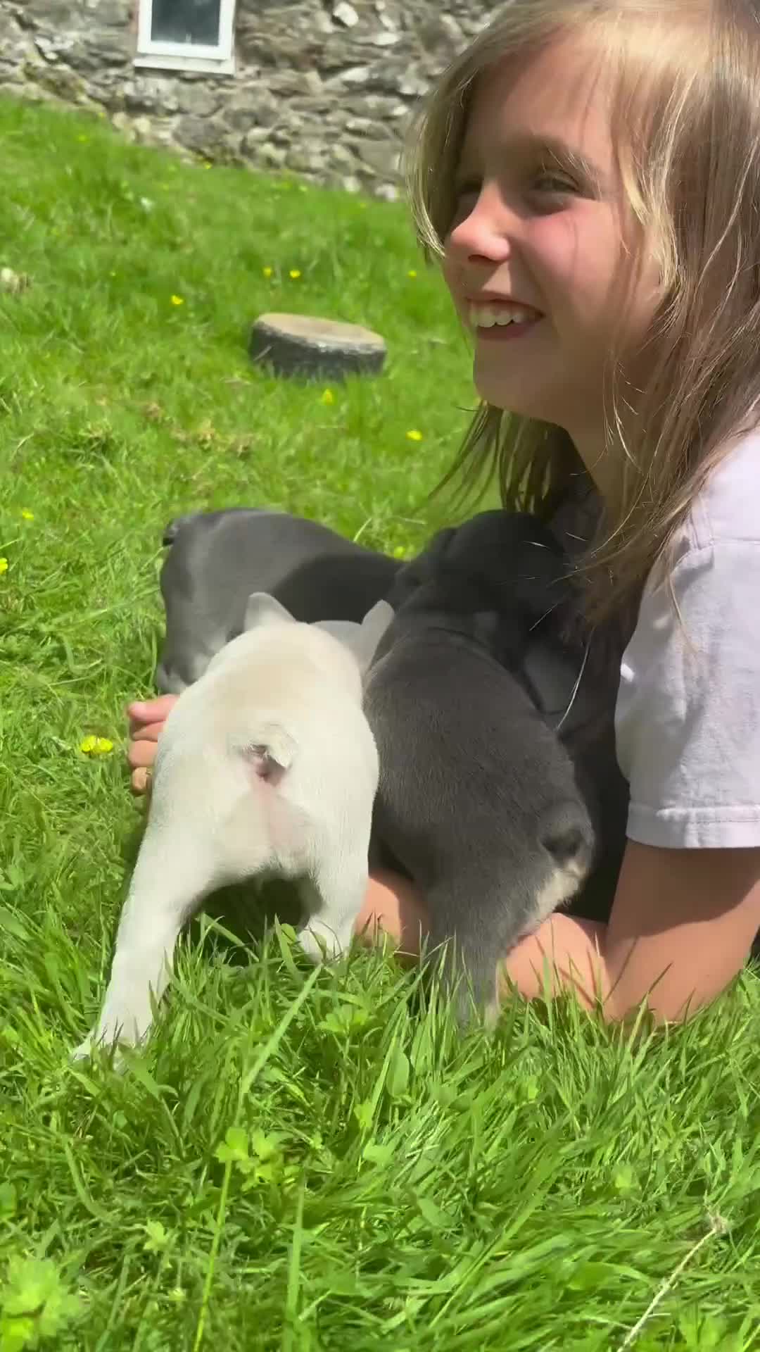 French Bulldog dogs for sale: 🔥READY NOW🔥KC registered frenchie pups❤️‍🔥 - Video 3