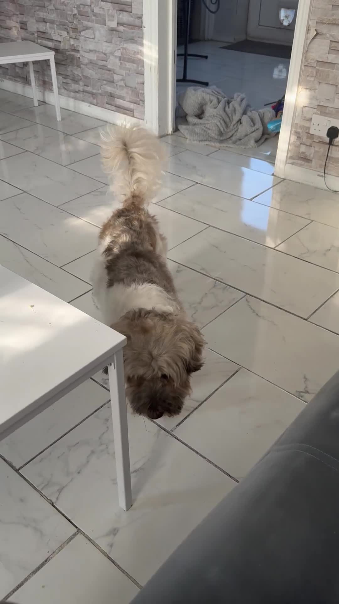 Shorkie dogs for sale: Shorkie🪽 - Video 1