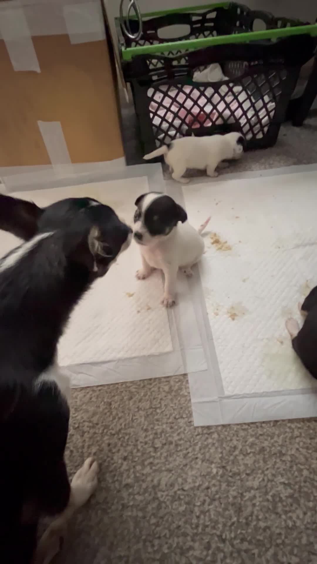 Mixed Breed dogs for sale: Jack Chi - Video 1