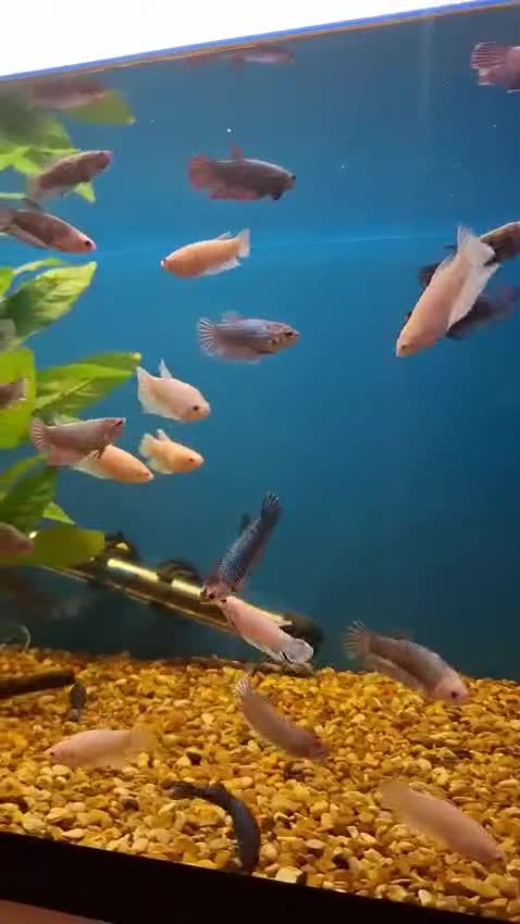 Other/Mixed Breed fish for sale: Mixture of all different types of fish i have. - Video 3