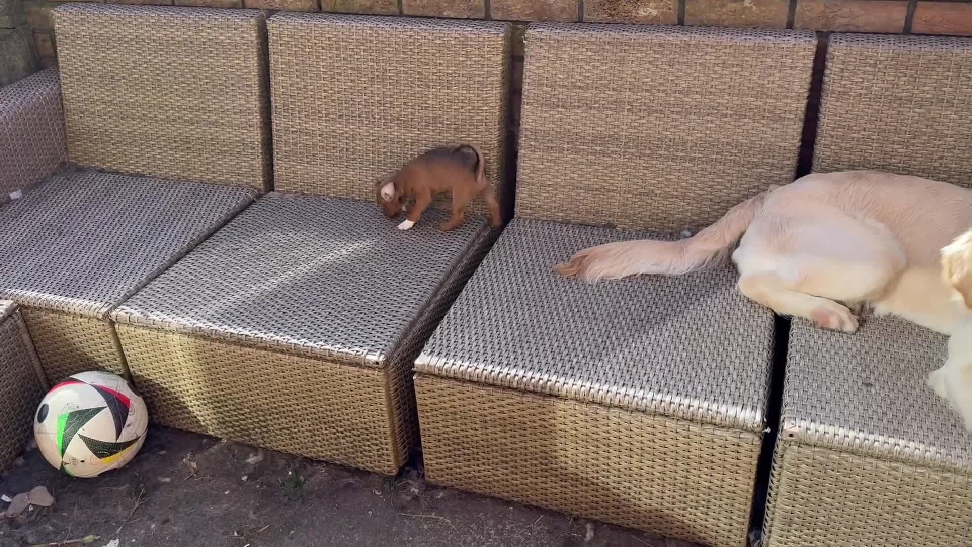 Jack Russell dogs for sale: Beautiful Jack Russell Puppies - Video 1
