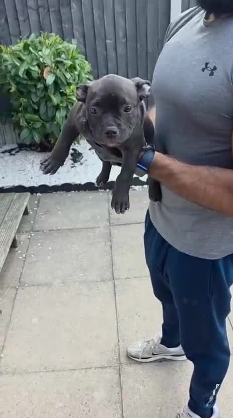 American Bully dogs for sale: ABKC Registered Pocket Bully Puppies in Wolverhampton - Video 1