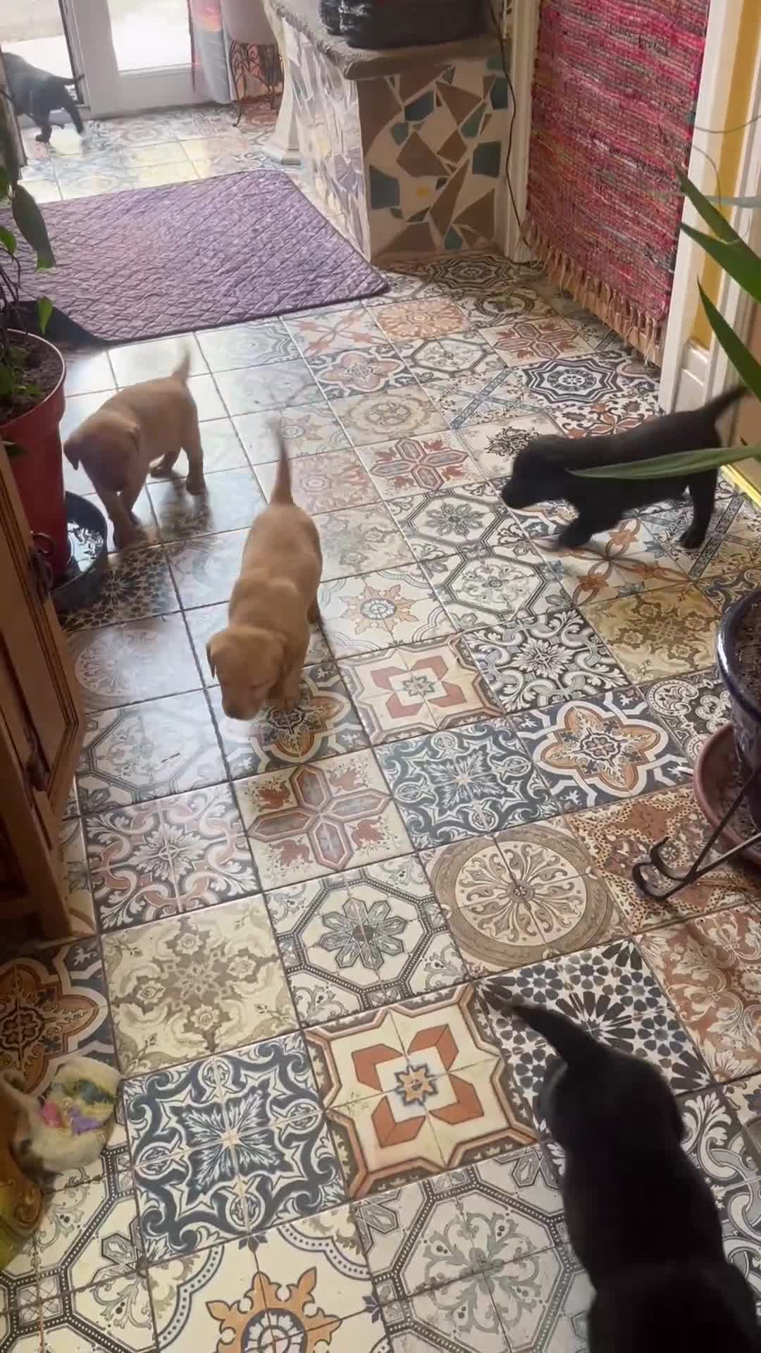 Labrador Retriever dogs for sale: 🐾 Ready 13th Oct. KC vet approved only 3 left 💕 - Video 2