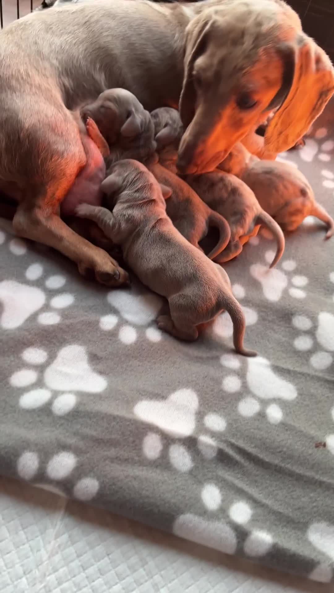 Miniature Dachshund dogs for sale: Beautiful litter of puppy’s  - Video 1