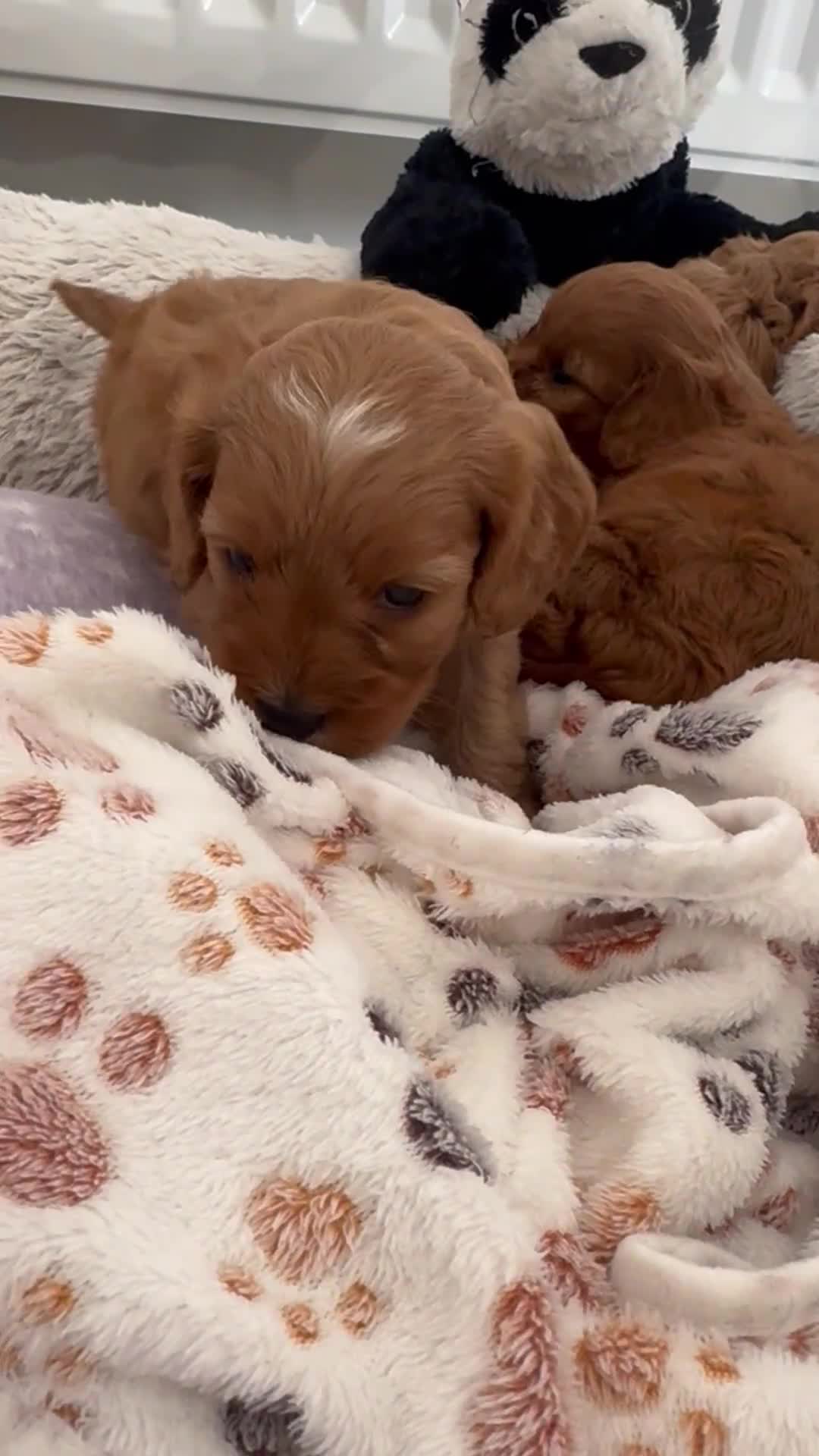 Cavapoo dogs for sale: Extensively health tested F1 Cavapoos  - Video 5
