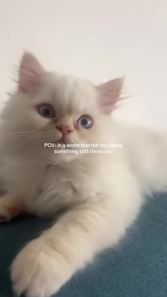 British Longhair cats for sale: One boy left Persian Mum / Registered BLH Dad - Video 3