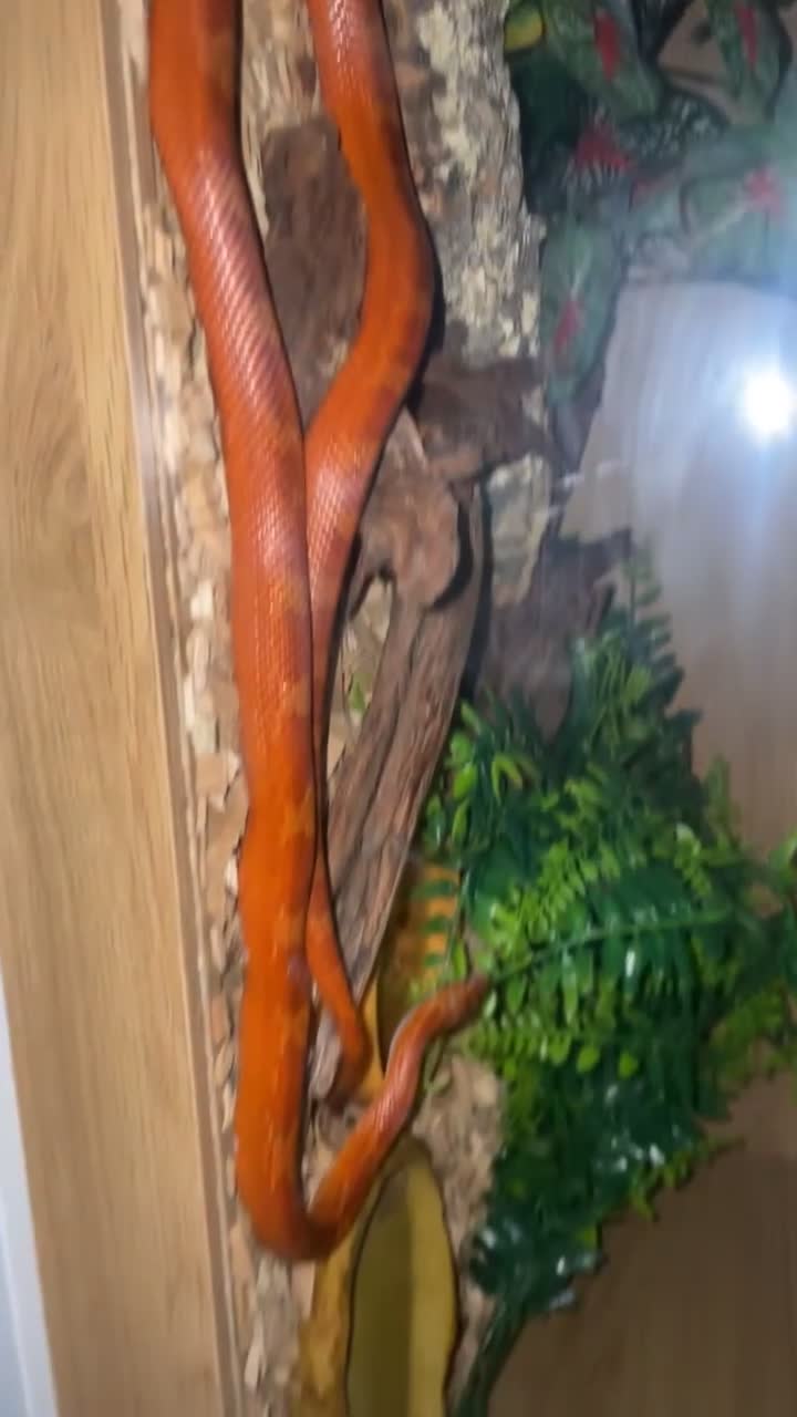 Corn Snake reptiles for sale: Red corn sake  in London - Video 1