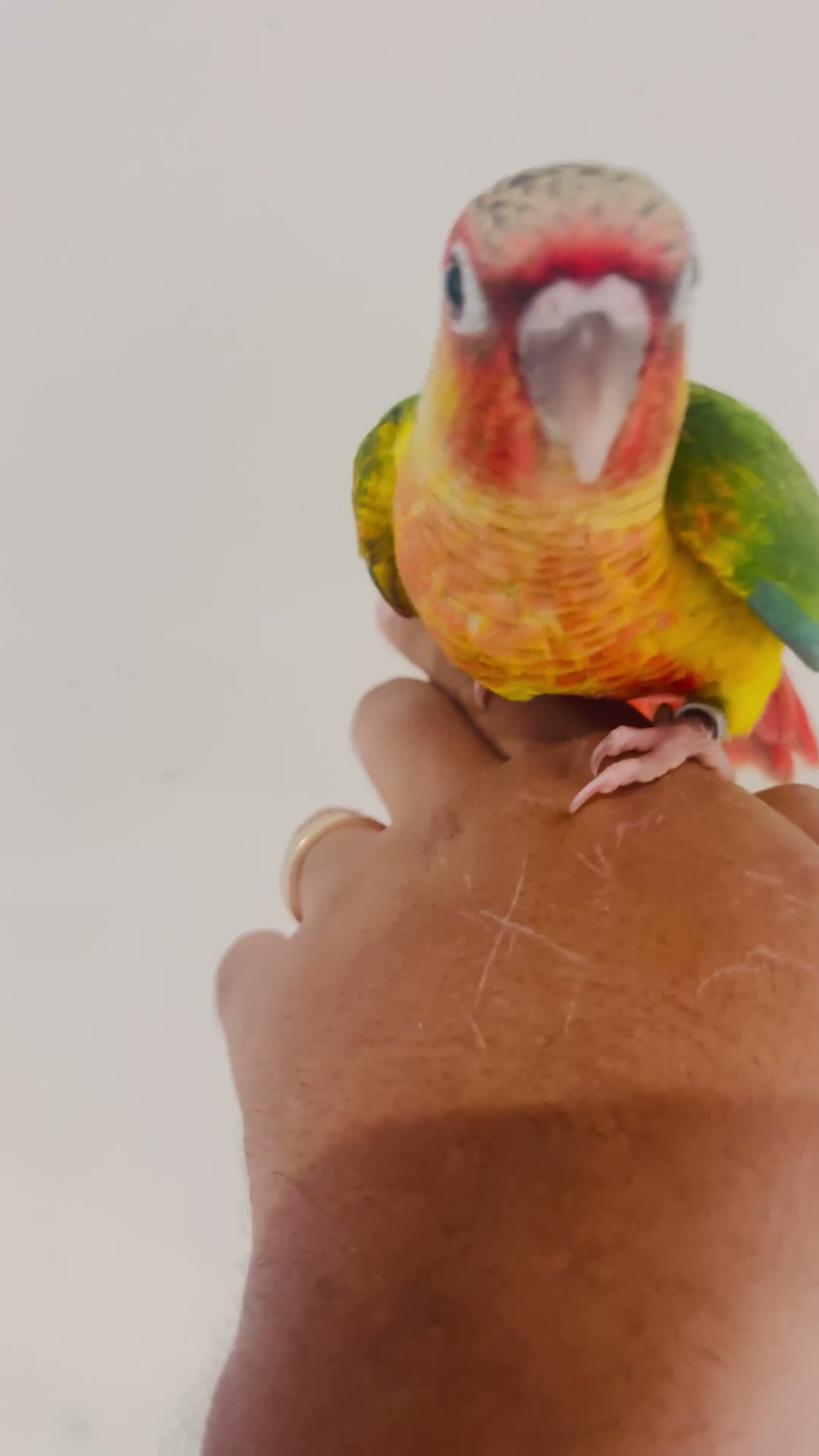 Conures birds for sale: Hand reared conures for sale  - Video 3