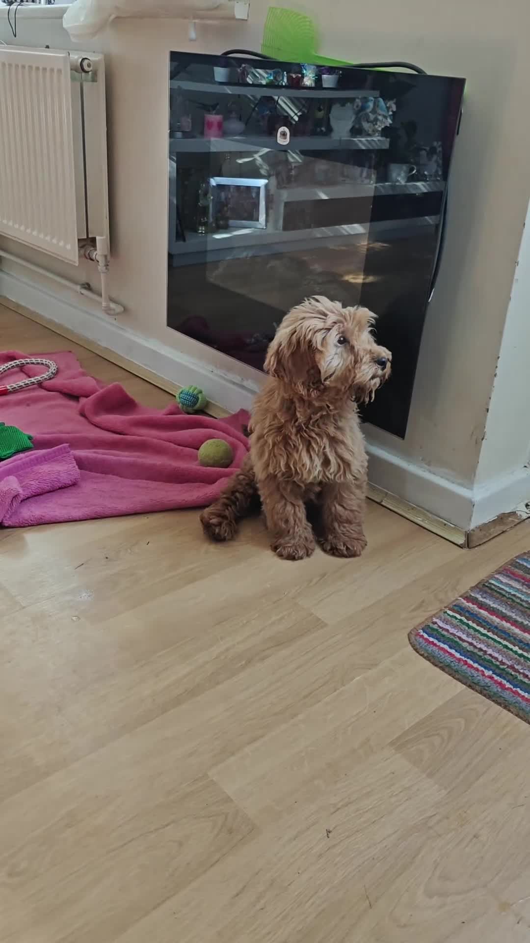 Cockapoo dogs for sale: Beautiful Male 5 Month Old Cockapoo Puppy F1  - Video 1