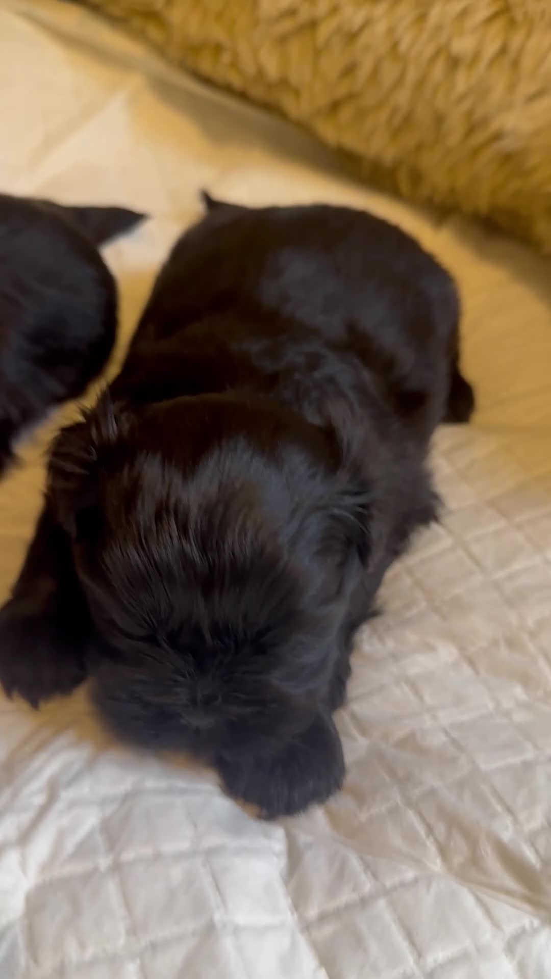 Shih Tzu dogs for sale: Pedigree Shih Tzu puppies - Video 5