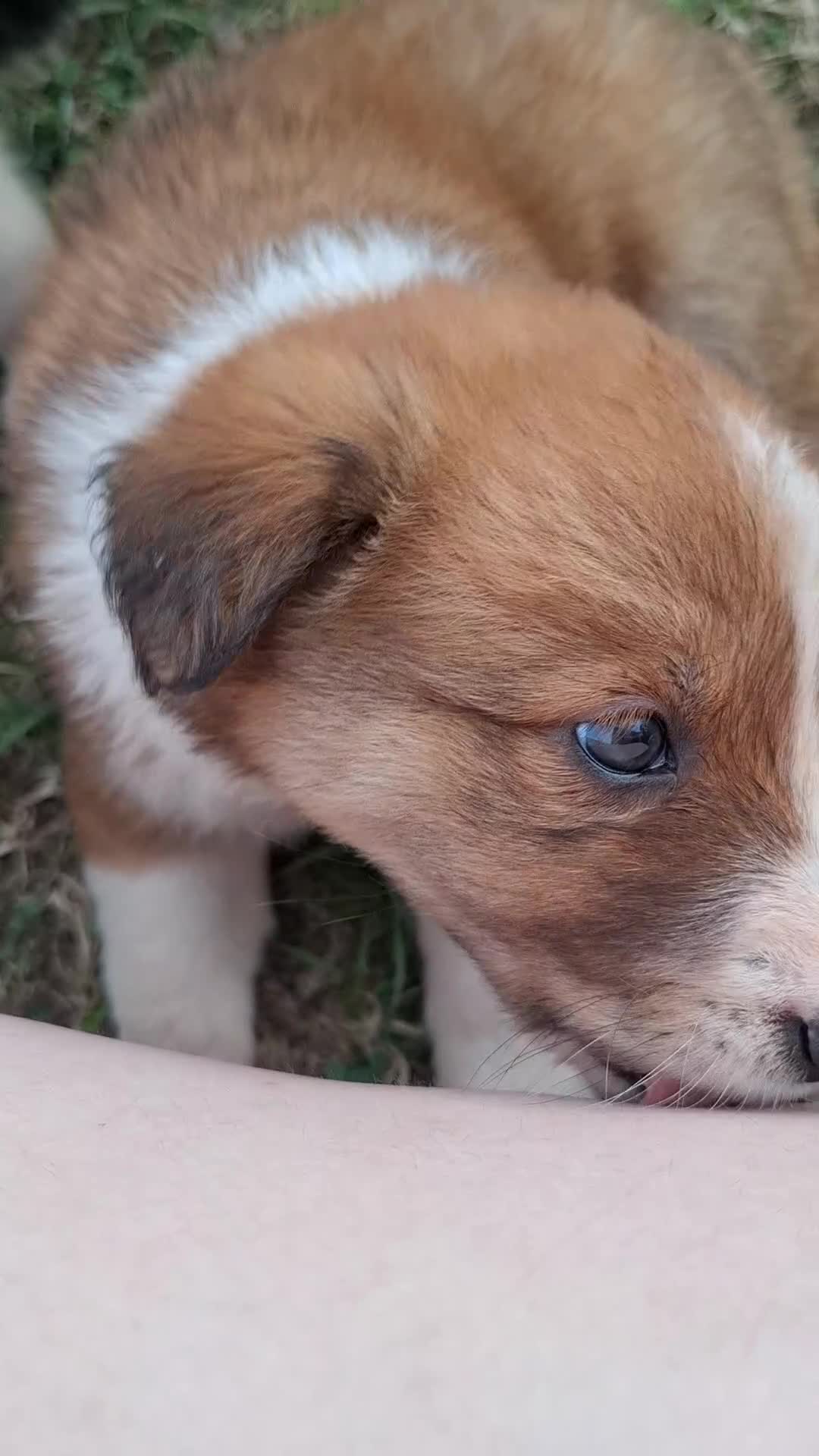 Border Collie dogs for sale: 7 border collie pups 🌟  - Video 4