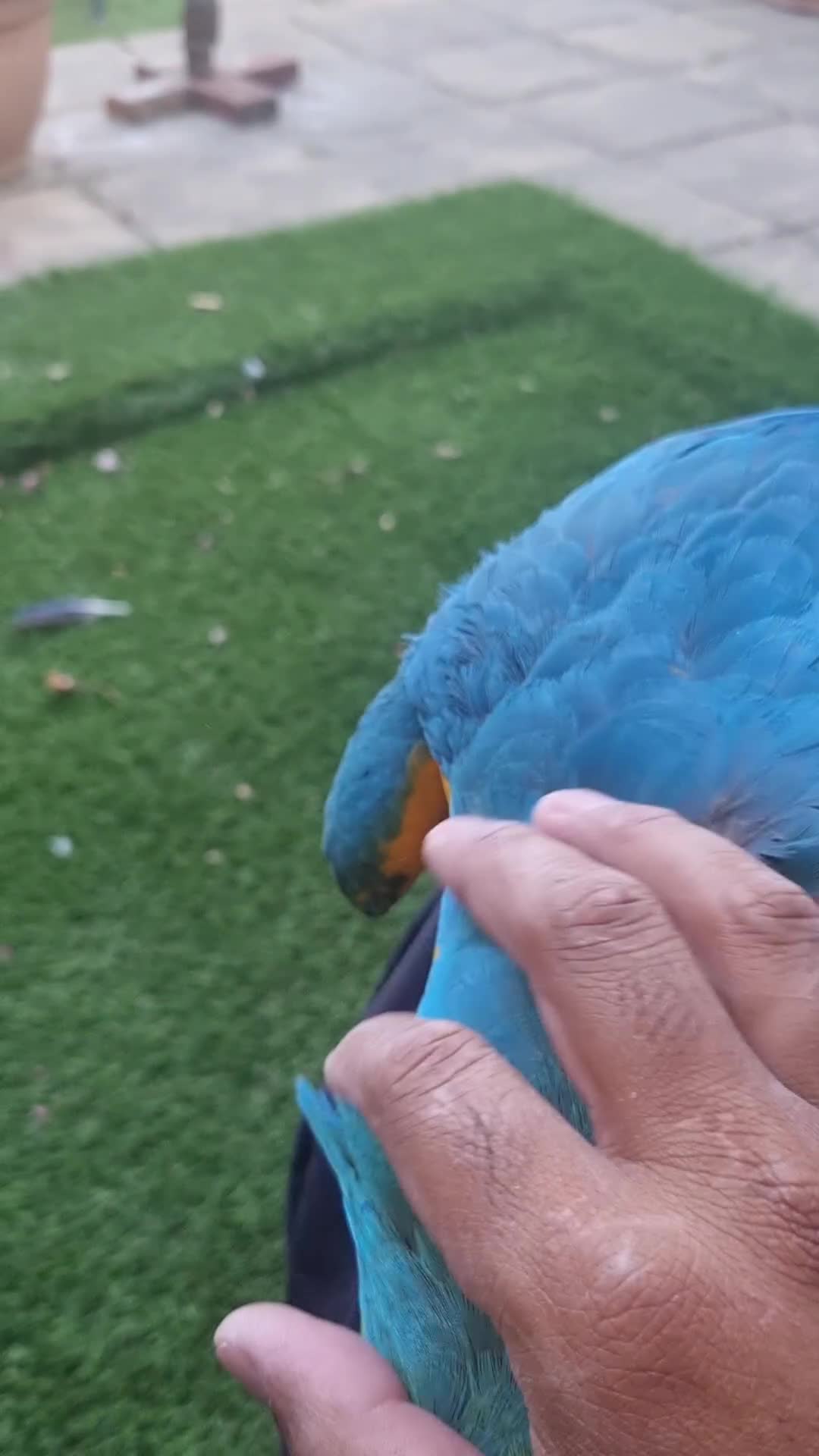 Macaws birds for sale: Blue and gold macaw  - Video 1