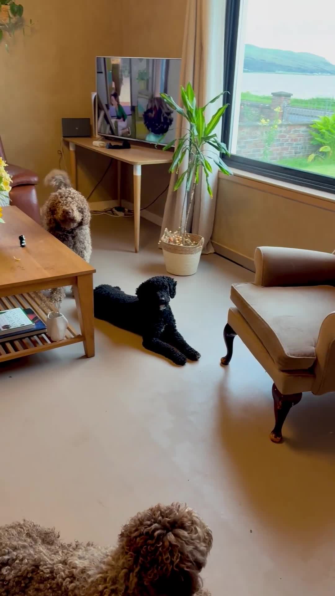 Spanish Water Dog dogs for sale: Spanish Water Dog Puppies  - Video 1