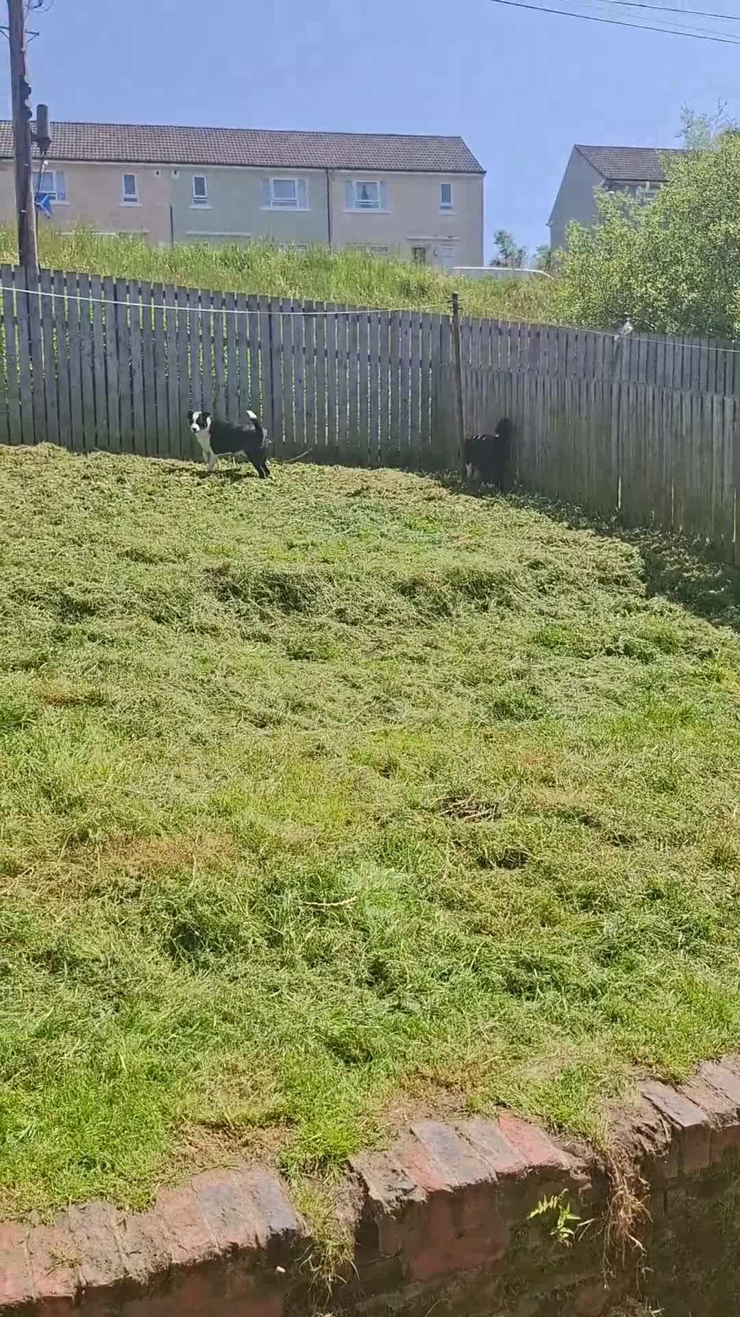 Border Collie dogs for sale: 2 border collies for new home in Ayr - Video 1