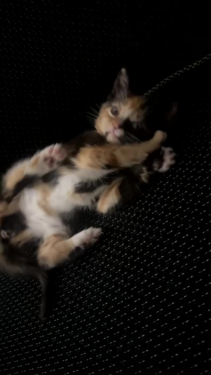 Mixed Breed cats for sale: Cute kittens  - Video 1