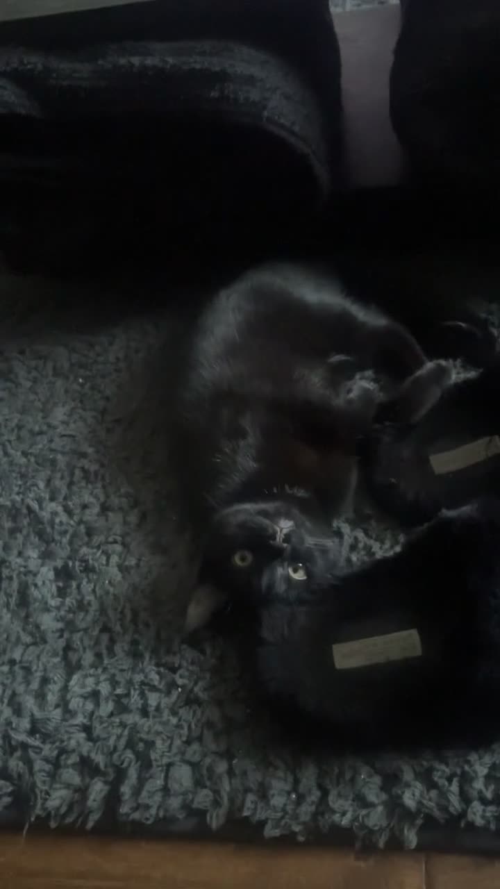 Mixed Breed cats for sale: Black Male Kitten - Last of his litter.  - Video 3