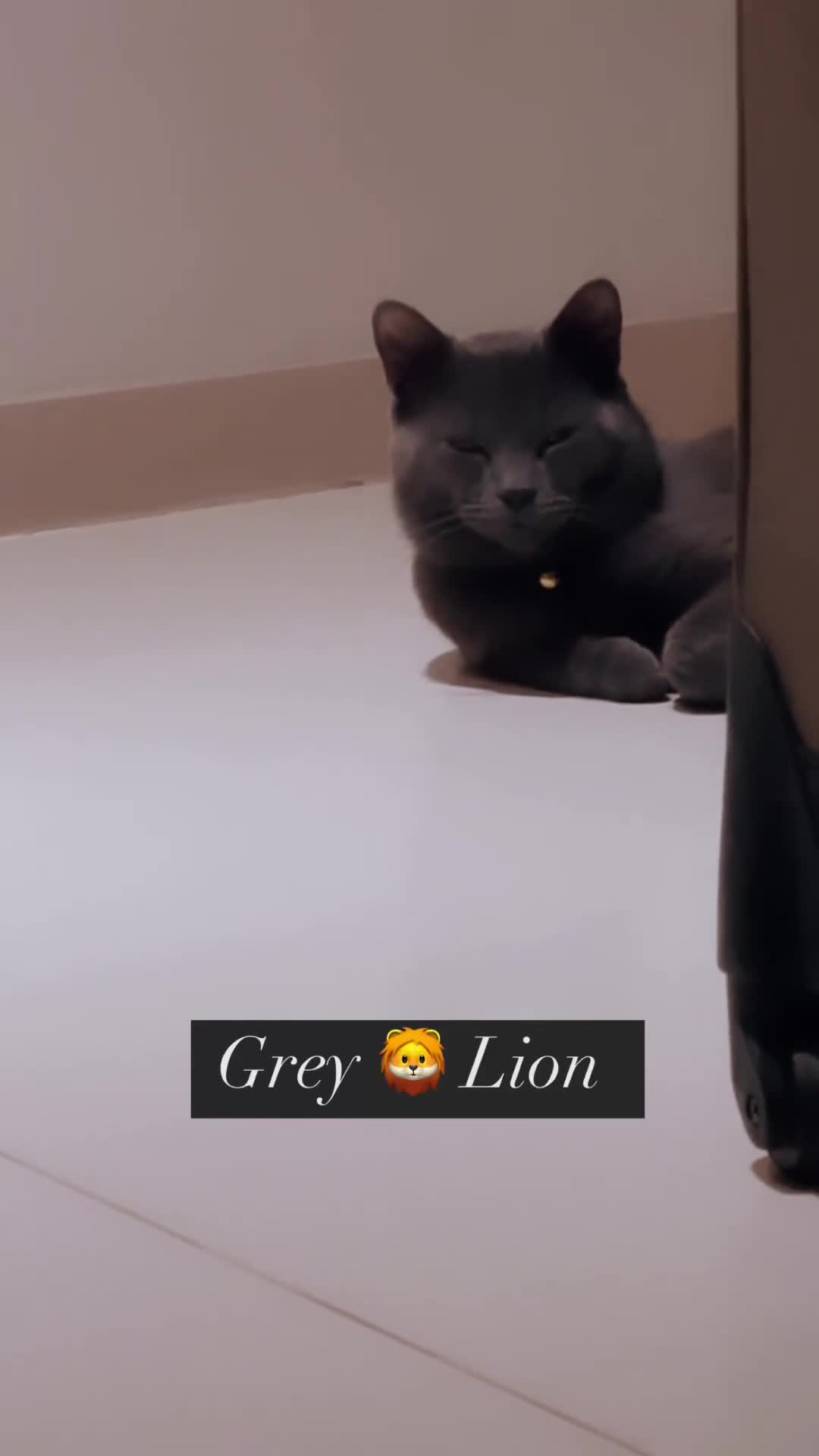 Chartreux cats for sale: Beautiful cats looking for loving home.  - Video 1