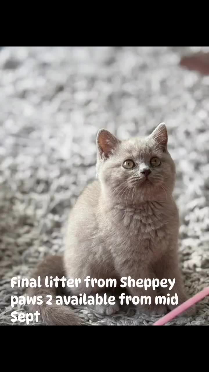 British Shorthair cats for sale: Lilac British shorthair kittens - Video 1