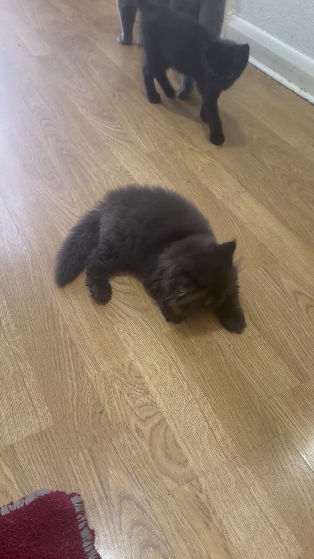 British Shorthair cats for sale: Kittens for sale - Video 1