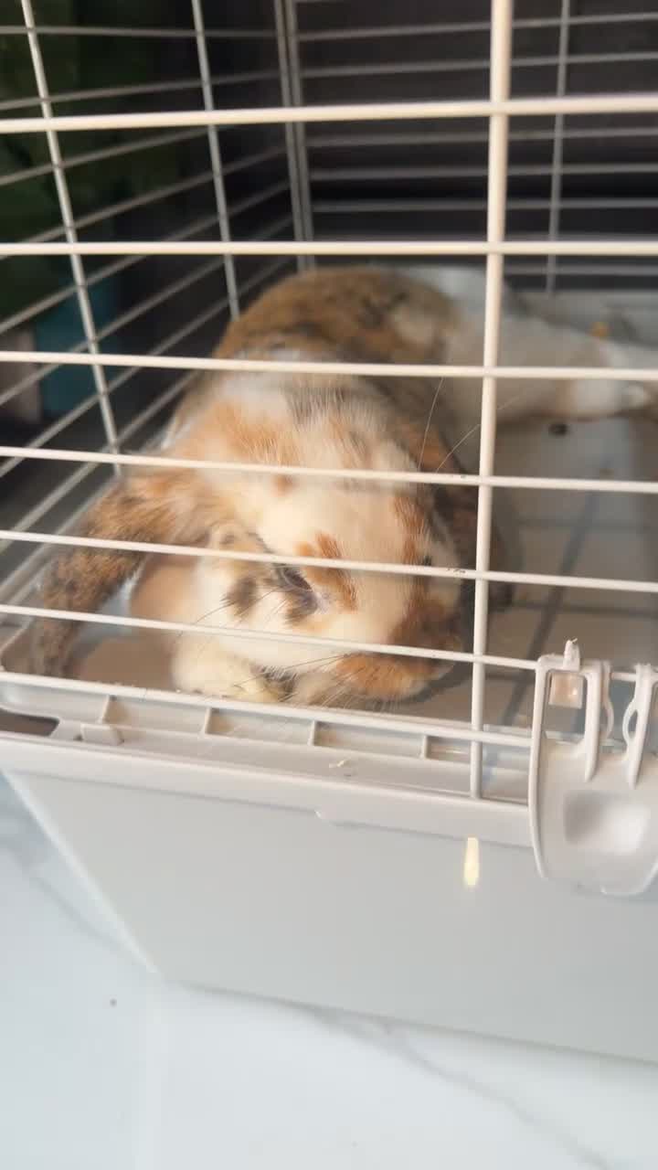 English rabbits for sale: Bunny for sale  in Liverpool - Video 3