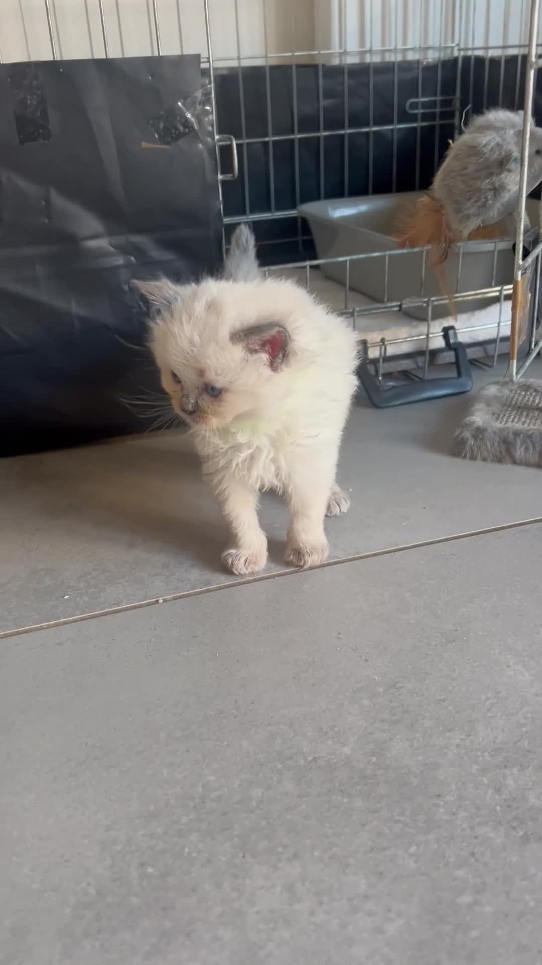 Ragdoll cats for sale: 🤍5 gorgeous female ragdoll kittens for sale🤍 - Video 4