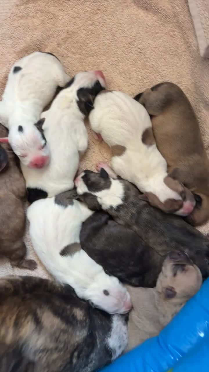 Staffordshire Bull Terrier dogs for sale: Beautiful staffy x pups  - Video 1