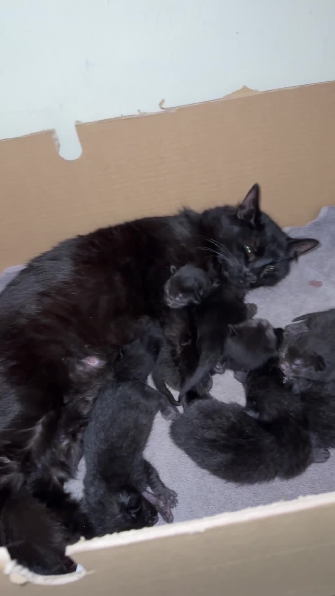 Domestic Shorthair cats for sale: FREE KITTENS - Video 1