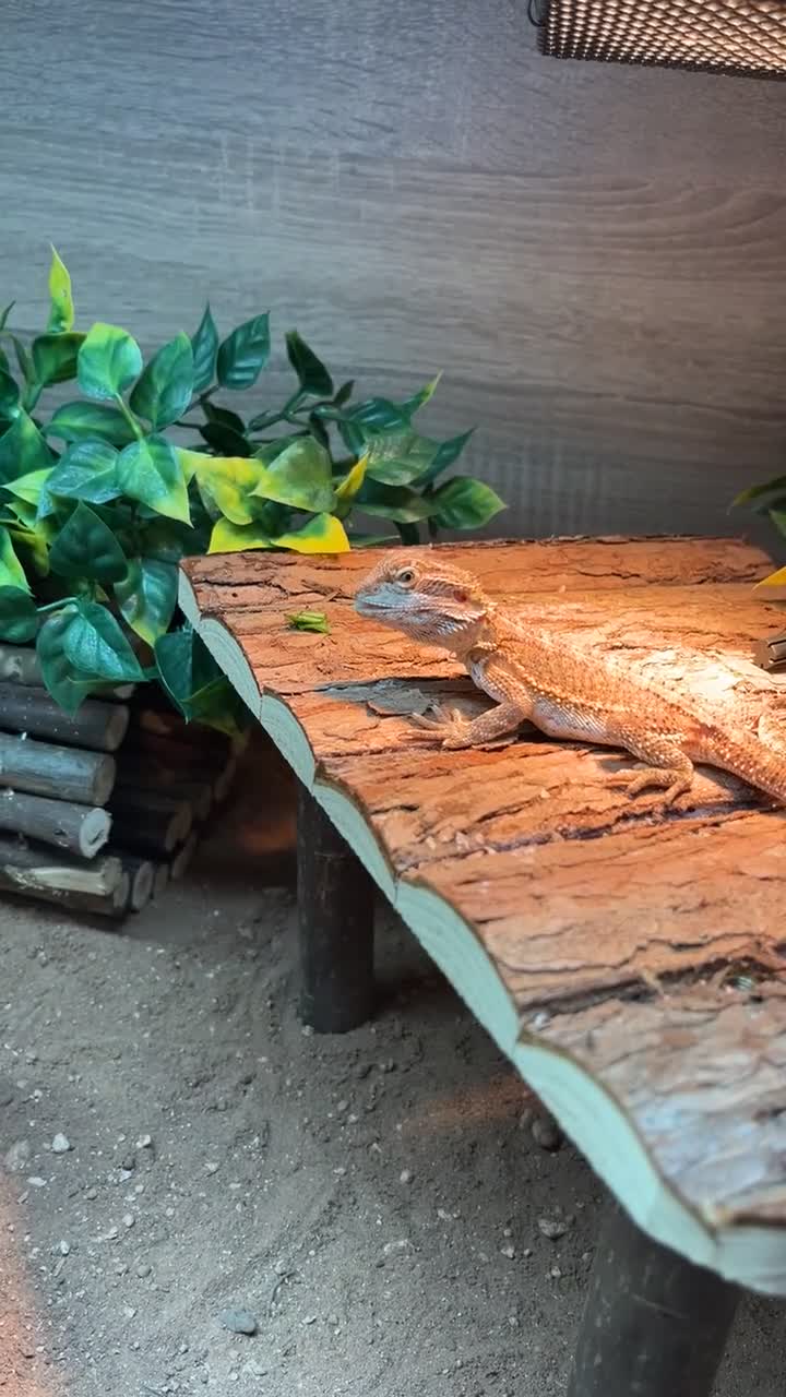 Bearded Dragon reptiles for sale: Bearded Dragon   - Video 1