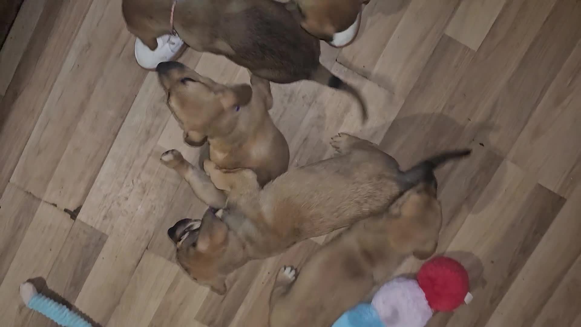 Mixed Breed dogs for sale: Available now! Mastiff / German Shephard puppies  - Video 1