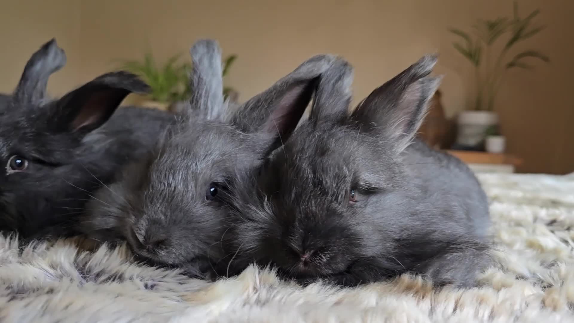 Angora rabbits for sale: Quality Angora Rabbits  - Video 2