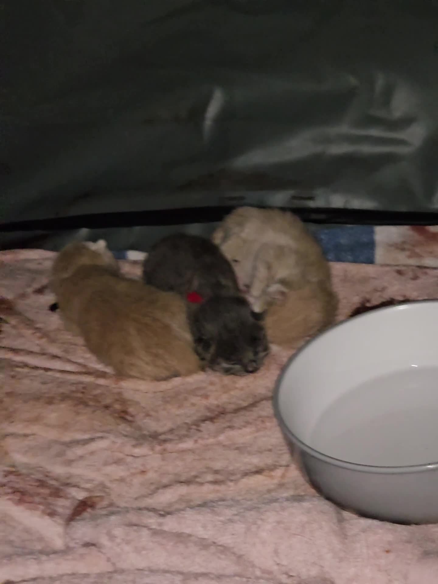 Maine Coon cats for sale: Maine Coon Kittens READY NOW parents not registere - Video 2